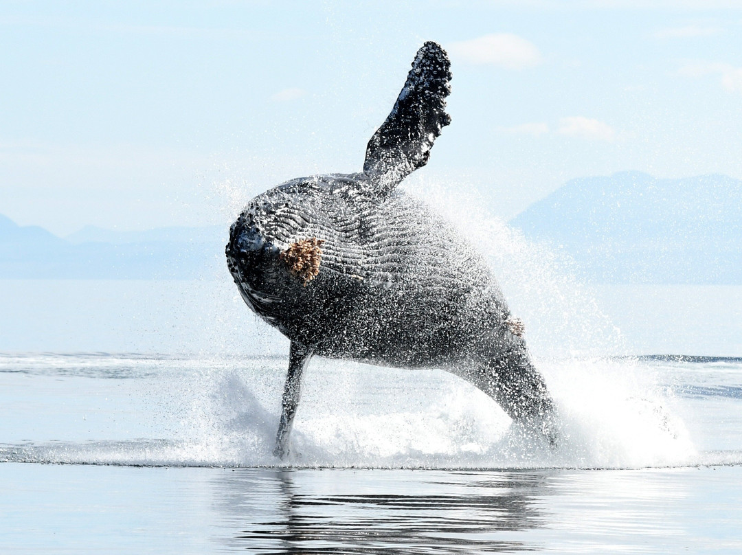 Ocean EcoVentures INC-帕克斯维尔必去景点