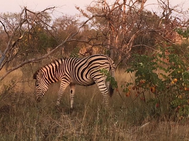 Wildlife Safaris Day Tours景点图片