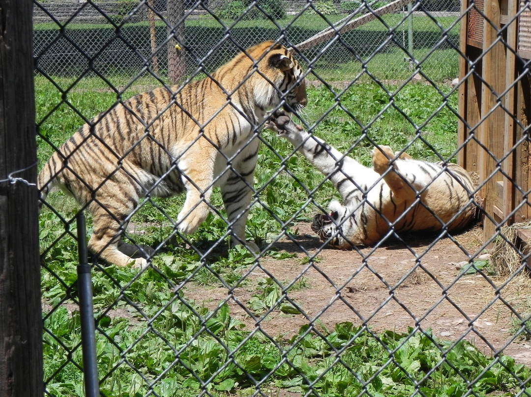 Bailiwick Animal Park景点图片