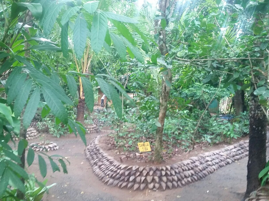 Luck Uyana Herbal Medecines Garden