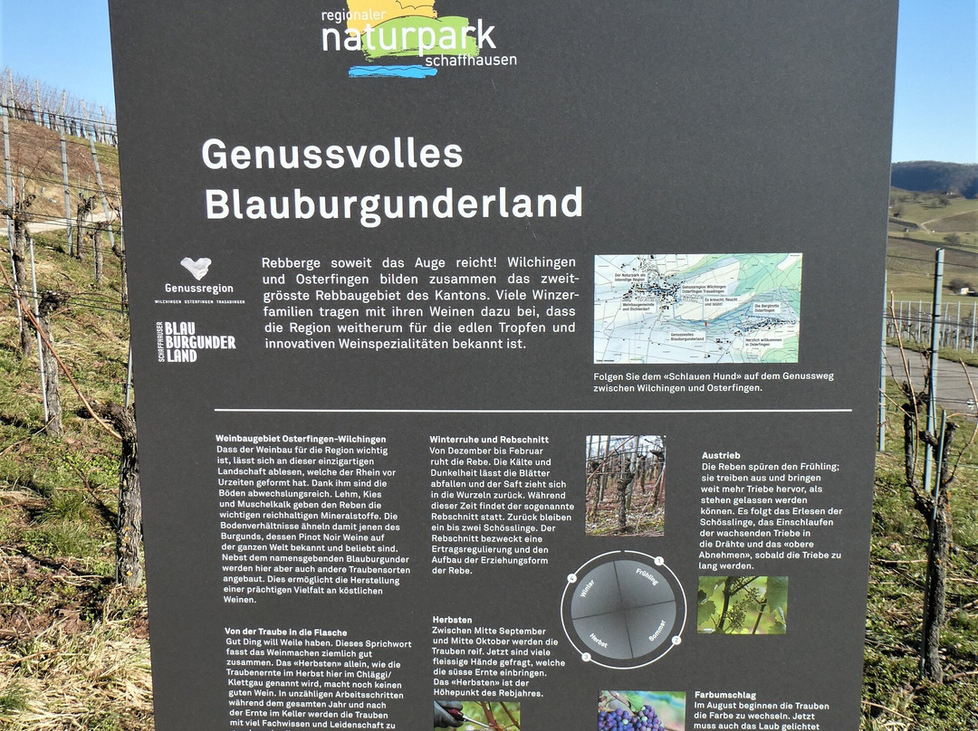 Bergtrotte Osterfingen-Wilchingen必去景点