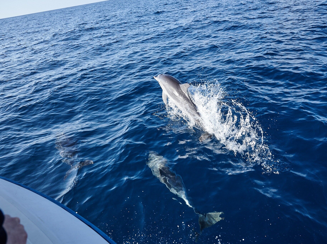 Atlantic Eco Experience | Whale Watching Tenerife景点图片