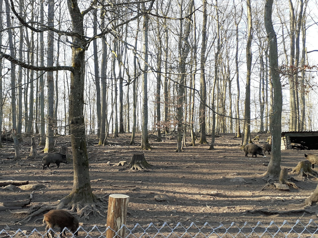 Wildpark Betzenberg景点图片