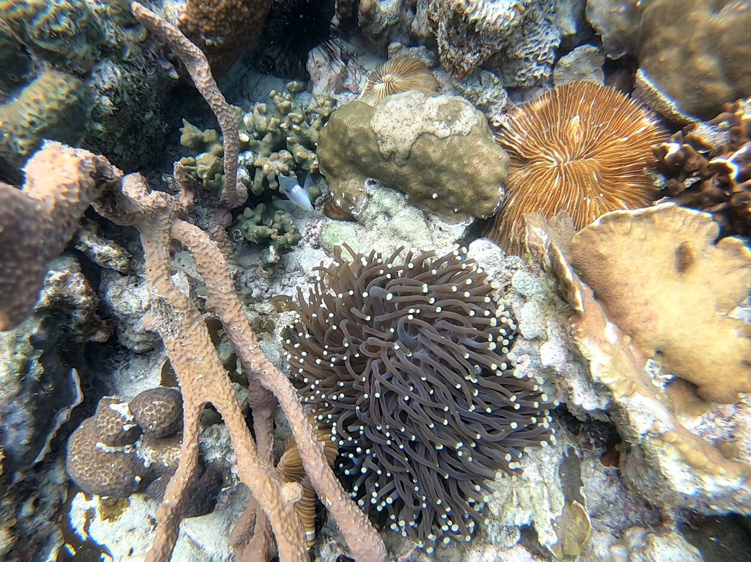 Skeleton Reef景点图片