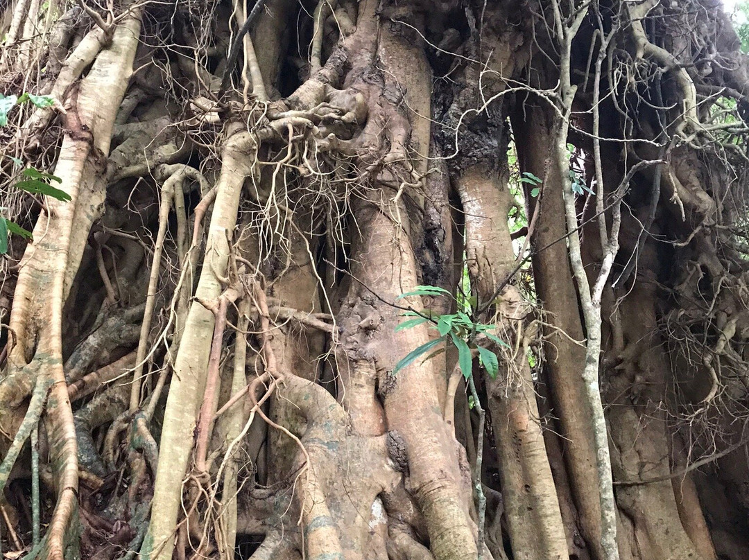 Lake Eacham Crater Lakes National Park-Lake Eacham必去景点