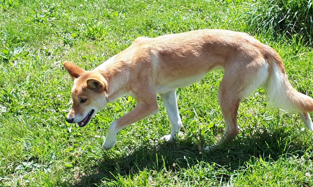 Dingo Discovery Sanctuary and Research Centre-Toolern Vale必去景点
