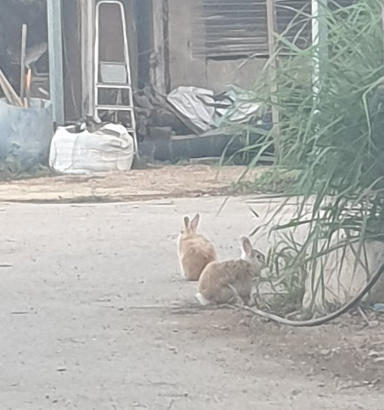 Ben Ami旅游攻略图片