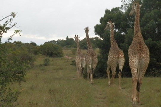 Our African Safaris-开普敦中心区必去景点