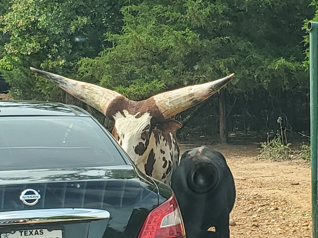 Franklin Drive Thru Safari-Franklin必去景点