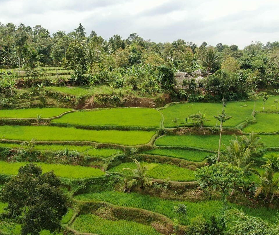 Jungle Boy-Tetebatu必去景点