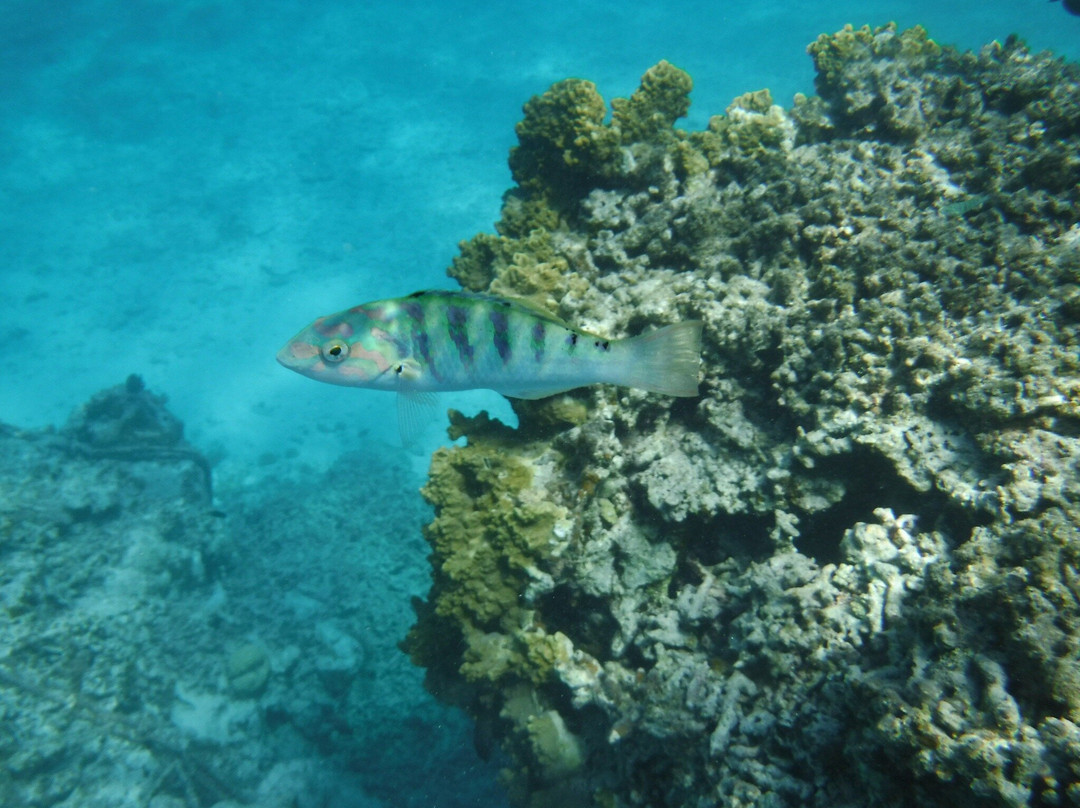 Hama-jima Island (The Phantom Island)景点图片