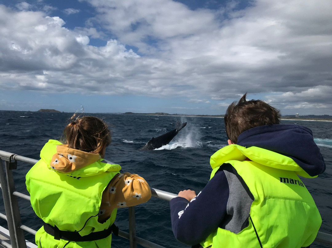 Coolangatta Whale Watch-堤维德岬必去景点