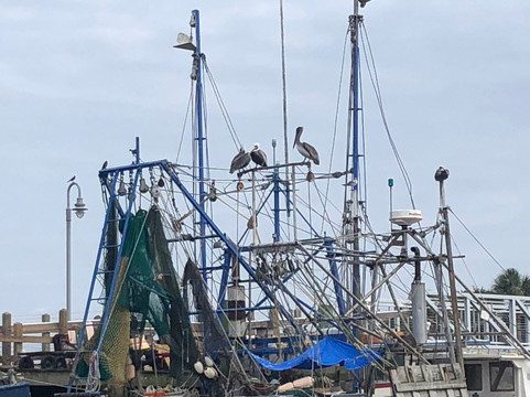 Coastal Expeditions-福利比奇必去景点