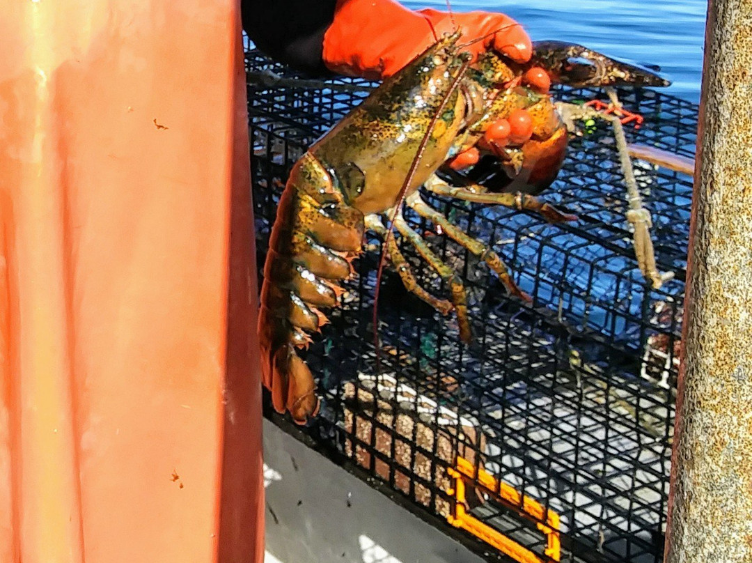 Acadia Fishing Tours景点图片