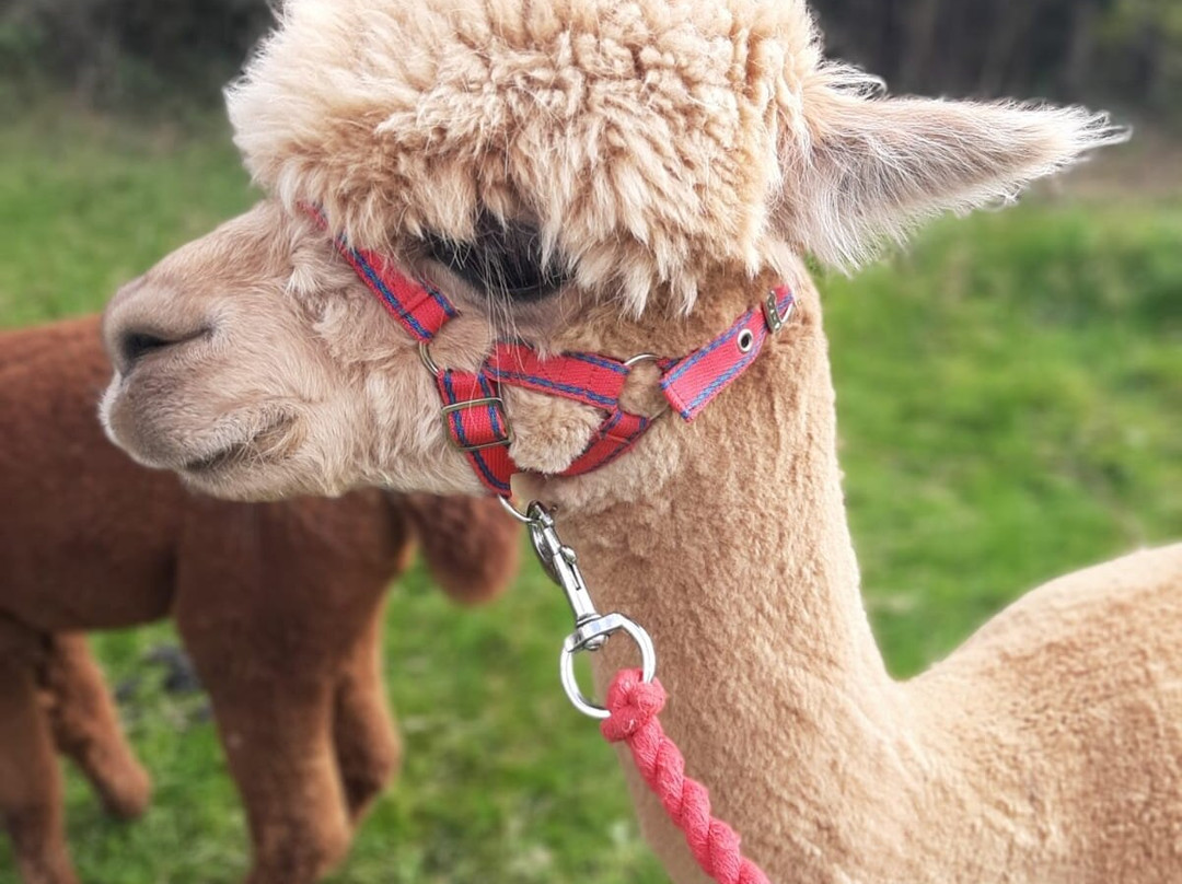 Lindway Springs Alpacas景点图片