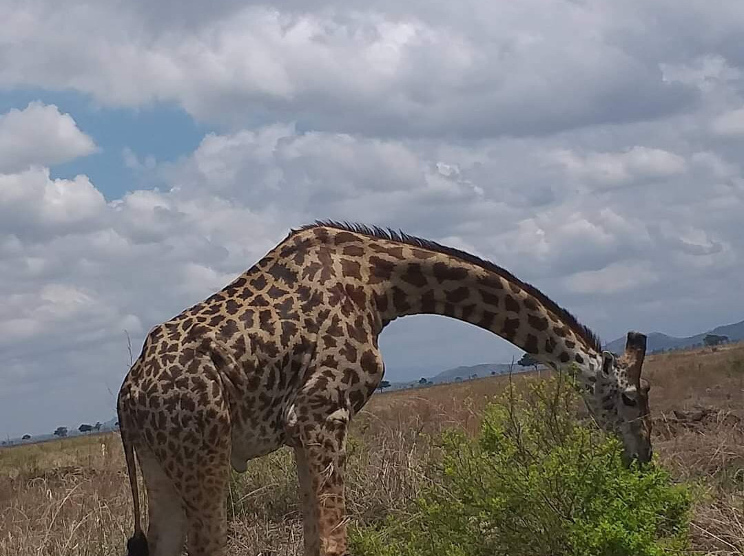 Ruaha National Park-Iringa必去景点