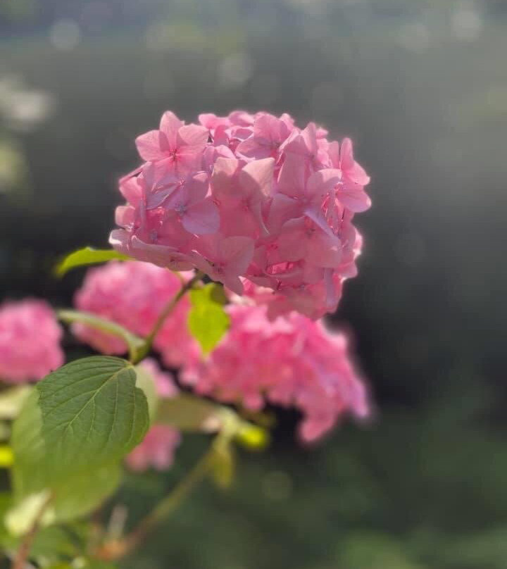 Hoveton Hall Gardens-诺威奇必去景点