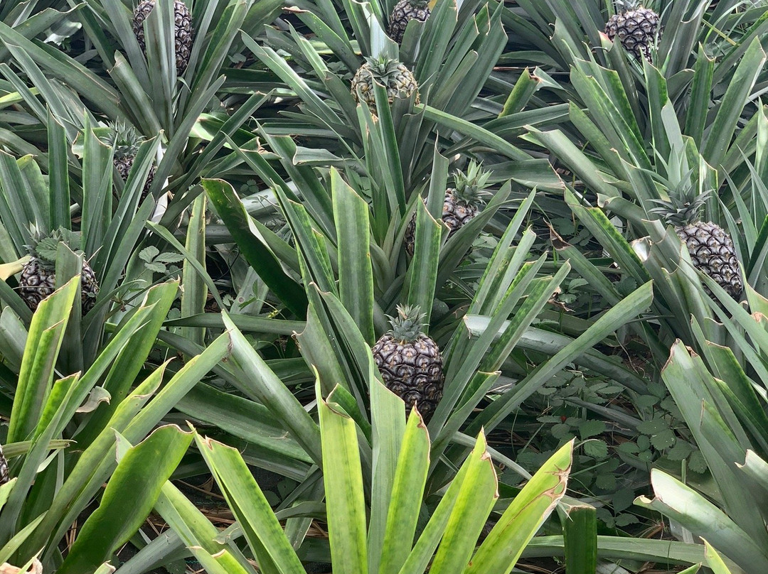 Plantacao de Ananas dos Acores景点图片