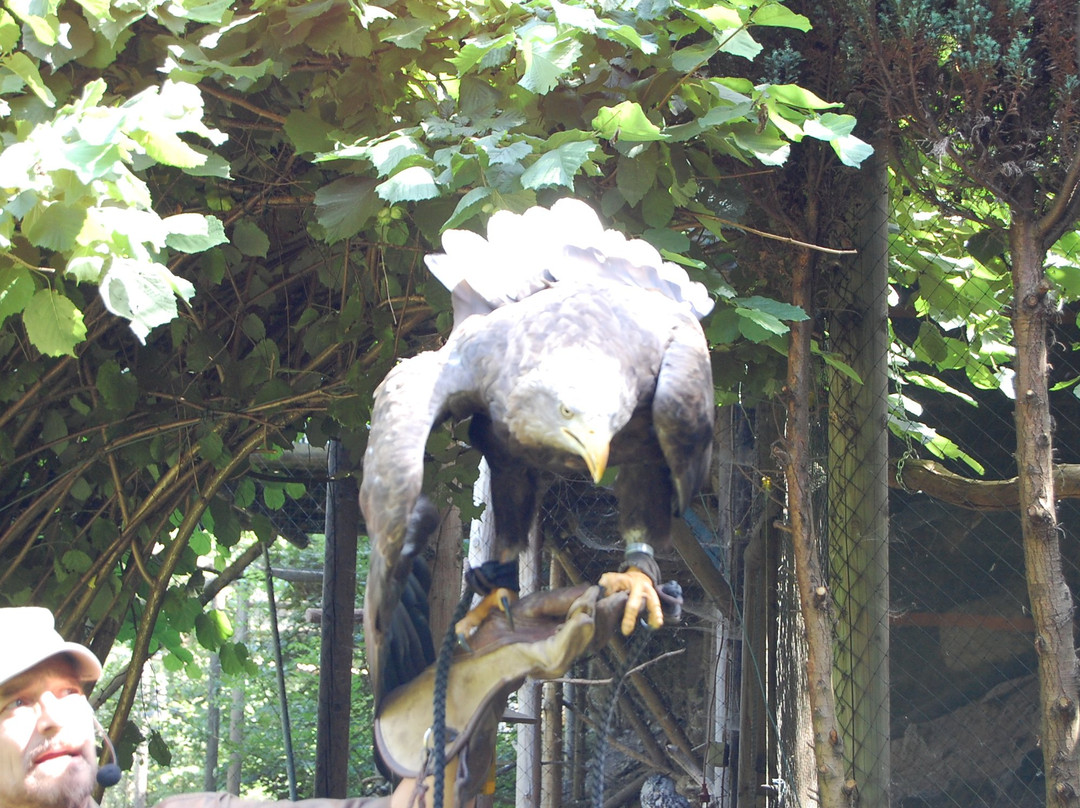 Greifvogelpark Grafenwiesen-Grafenwiesen必去景点