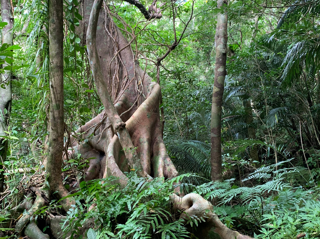 Iriomote-Ishigaki National Park-八重山郡必去景点