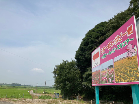 Poppy Happy Square-鸿巢市必去景点