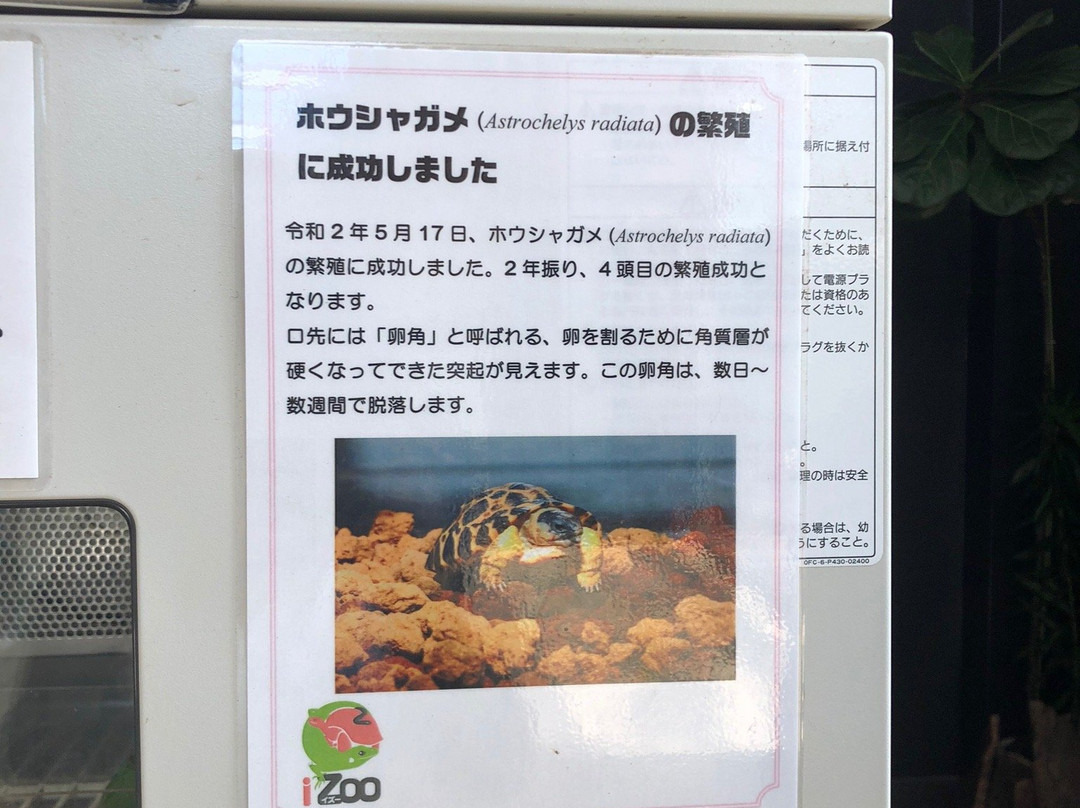 iZoo-河津町必去景点