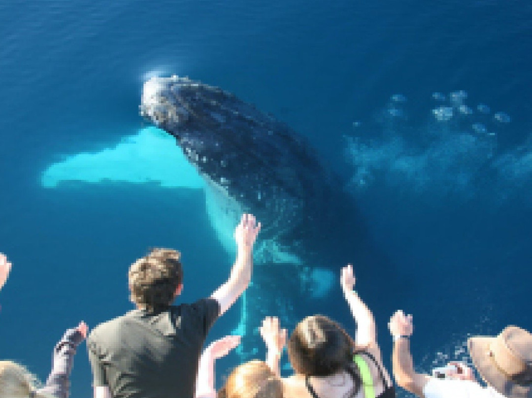 WhaleWatcher.com.au-赫维湾必去景点