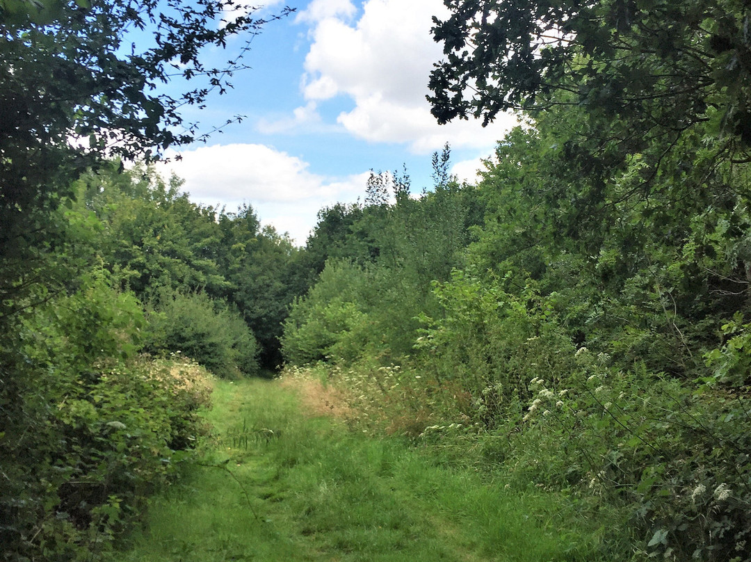 Comfort's Wood-Cranbrook必去景点