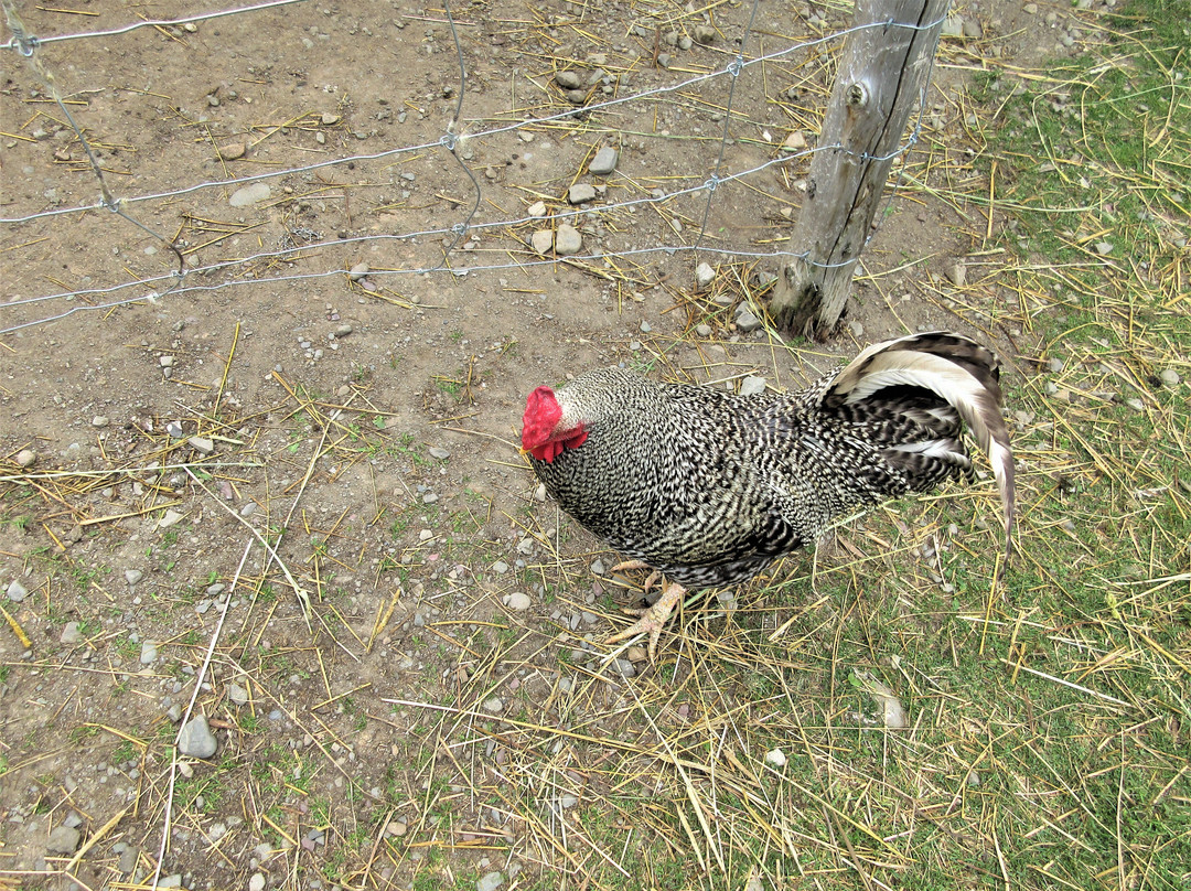 Ferme Fibres et Compagnie-Saint-Alexandre-de-Kamouraska必去景点