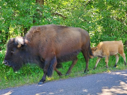 Mount Rushmore Tours-拉皮德城必去景点