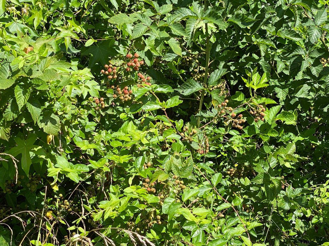 Brantwood Regional Park-埃尔克顿必去景点