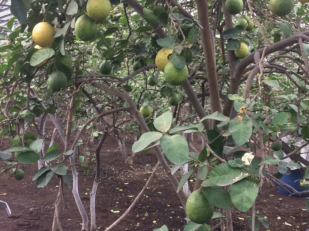 Lemonarium景点图片