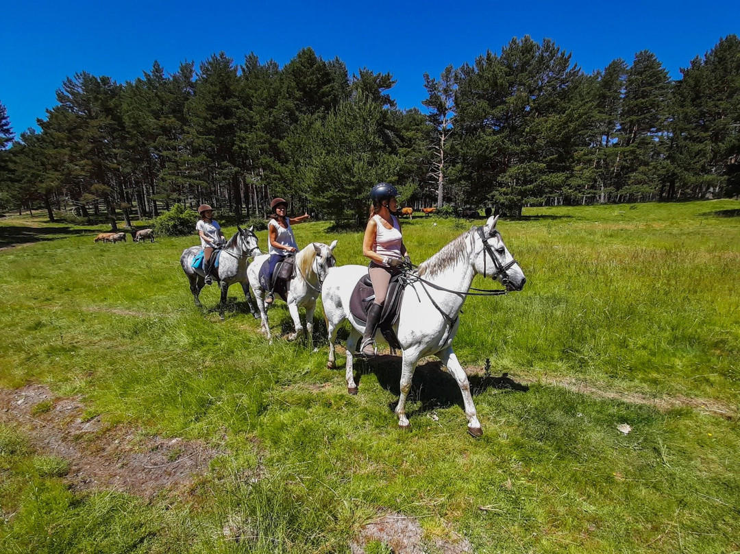 Horse Riding in Madrid - Guadarrama景点图片