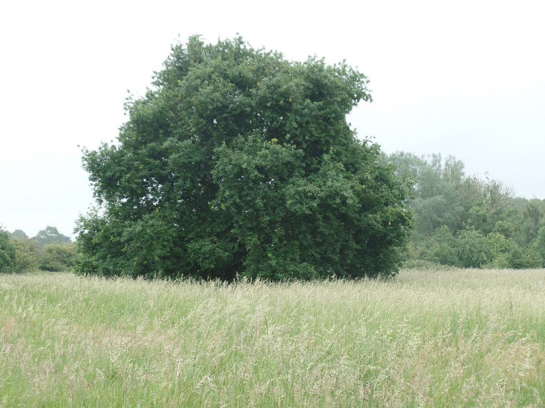 Elvaston Local Nature Reserve-Elvaston必去景点