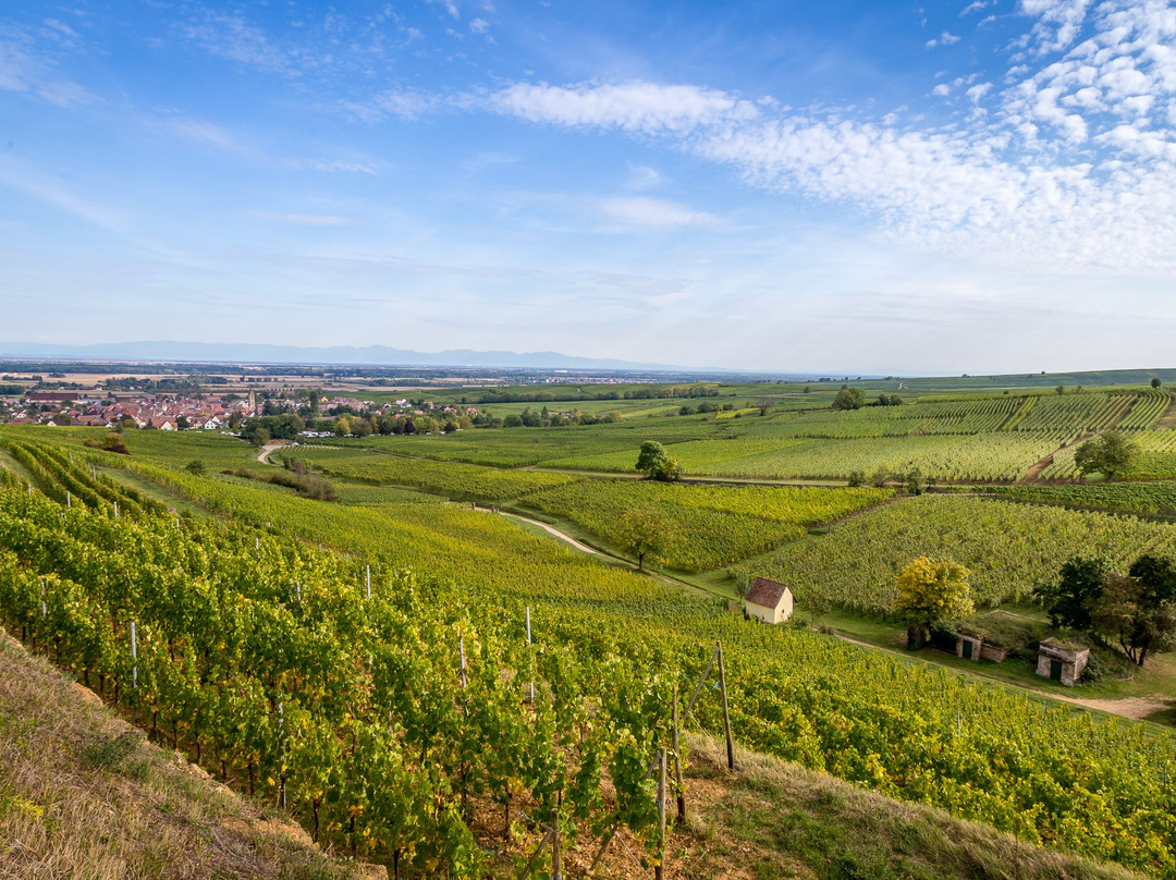 Vins d'Alsace Meyer Jean-Luc et Bruno景点图片