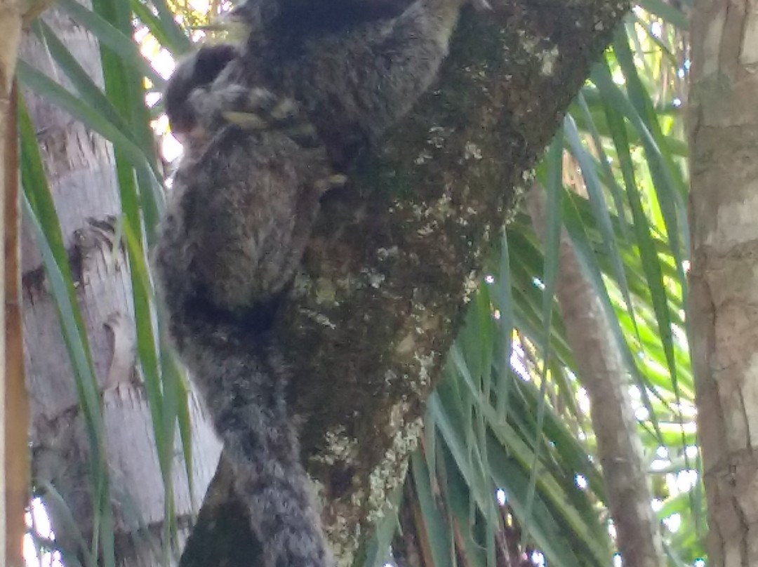 Parque Zoologico Municipal de Bauru景点图片