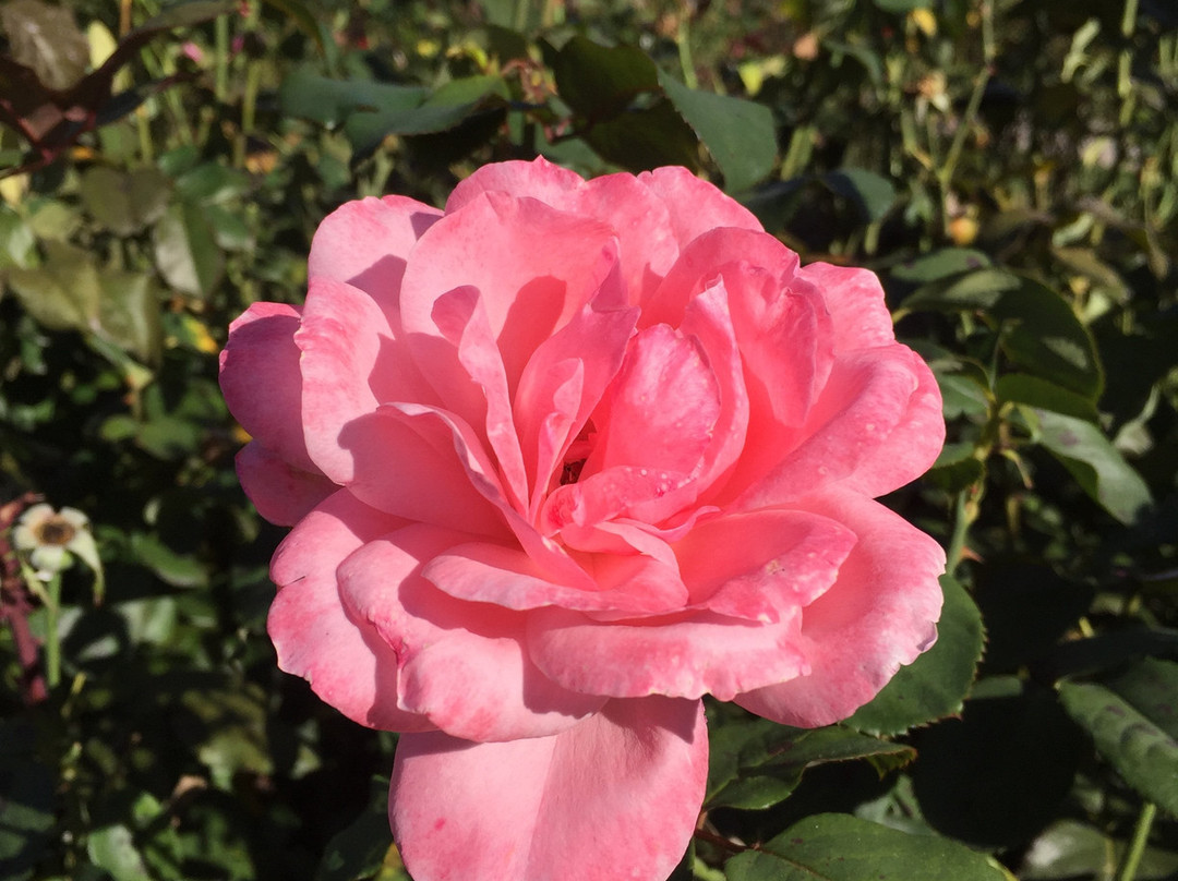 Allentown Rose Gardens景点图片