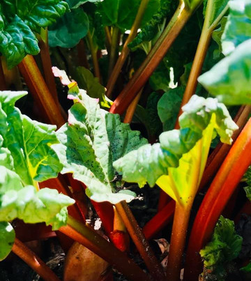 荔湾湖公园-广州市必去景点