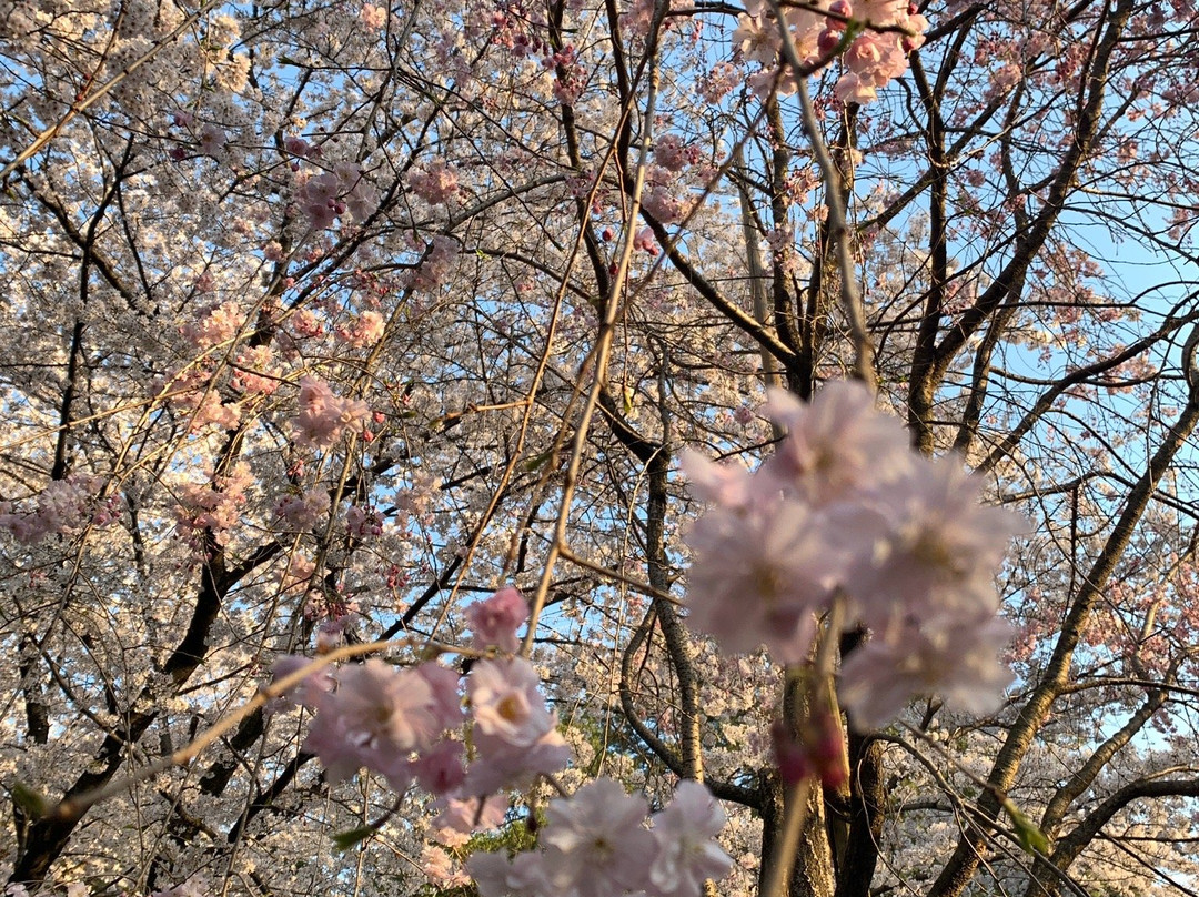 Saitama Prefecture Omiya Park-埼玉市必去景点