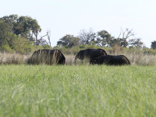 Makwela Transfrontier Safaris-比勒陀利亚必去景点