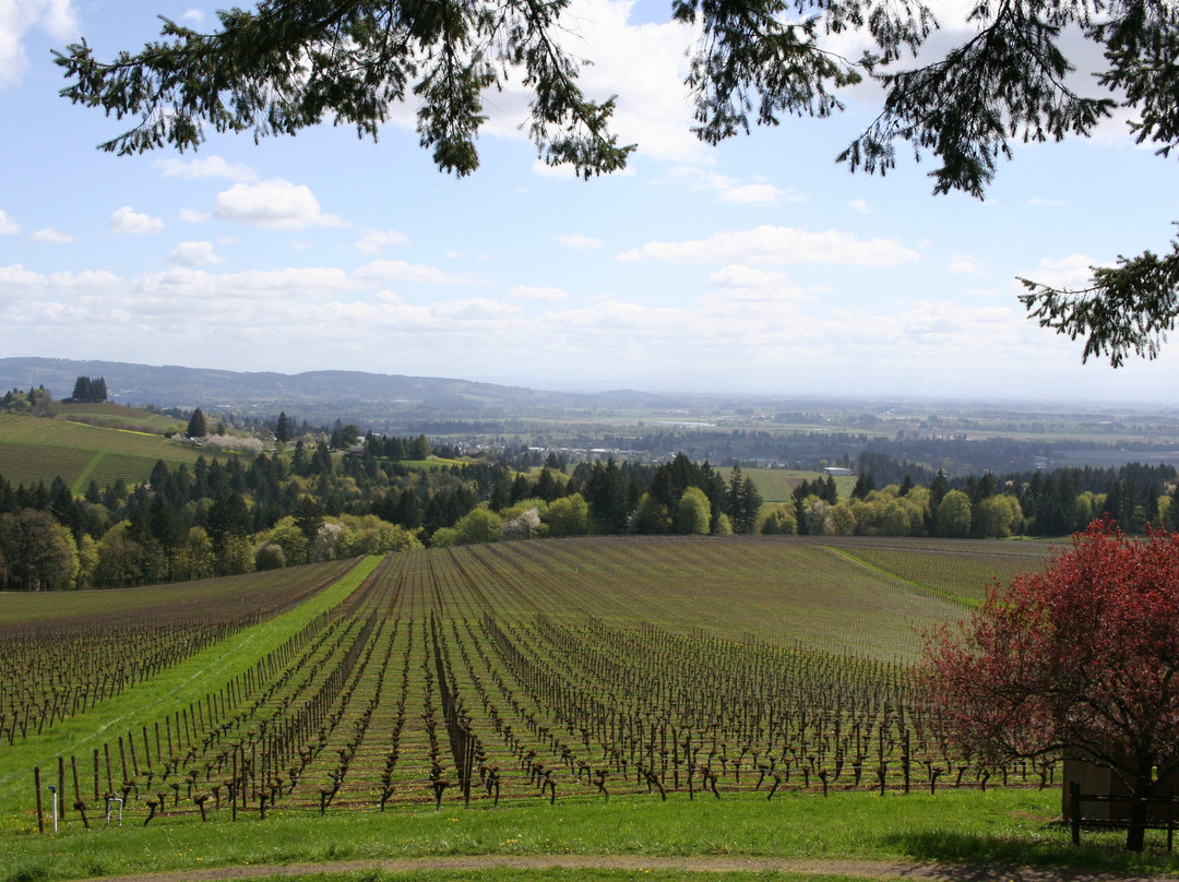 Knudsen Vineyards-Dundee必去景点