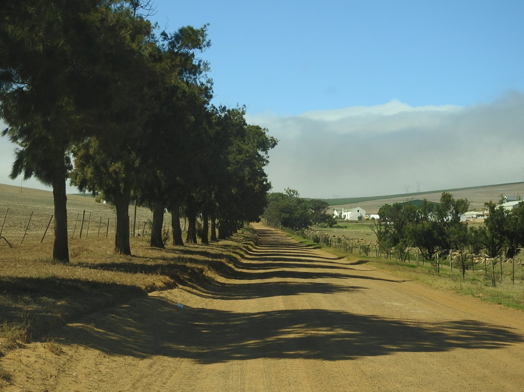 Darling Olives-Darling必去景点