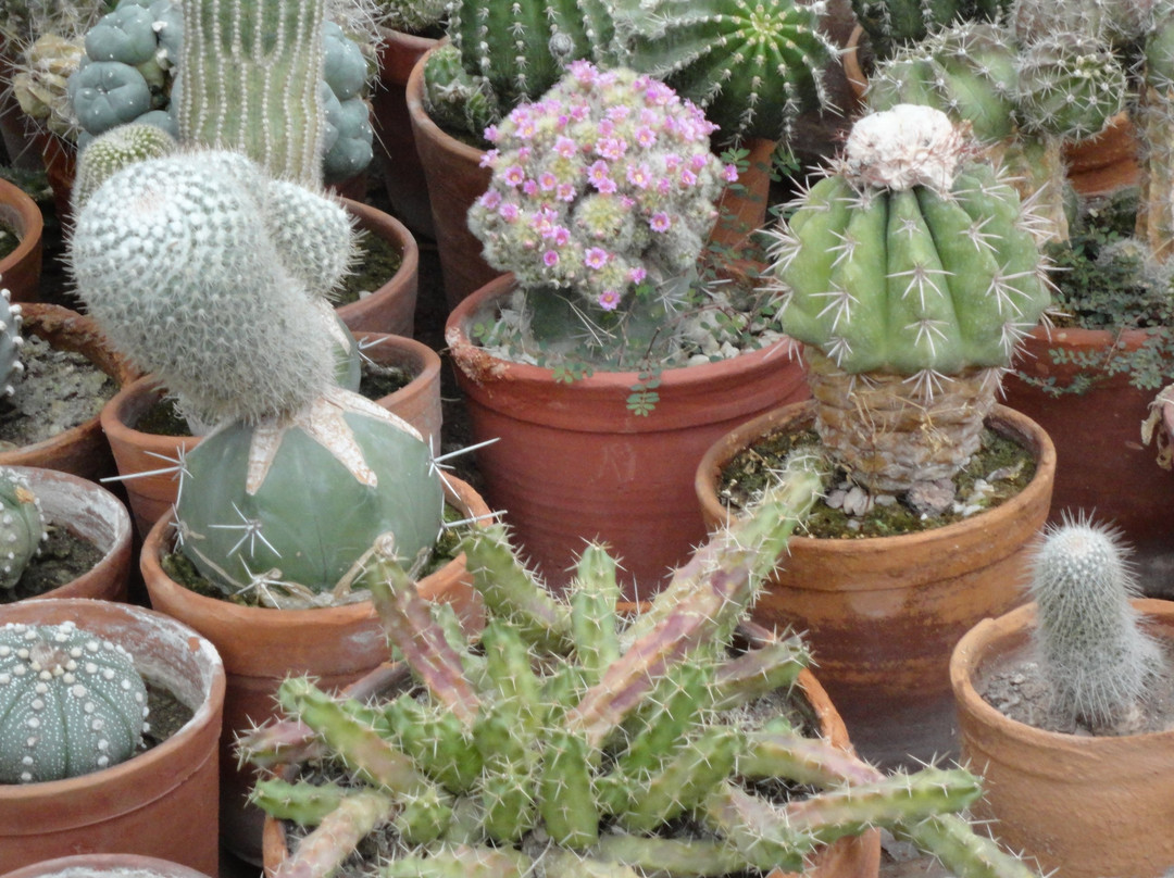 Sarkaria Cactus Garden景点图片