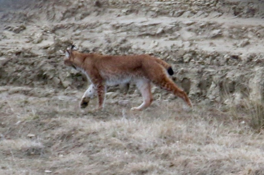Absolute Carpathian-布拉索夫必去景点