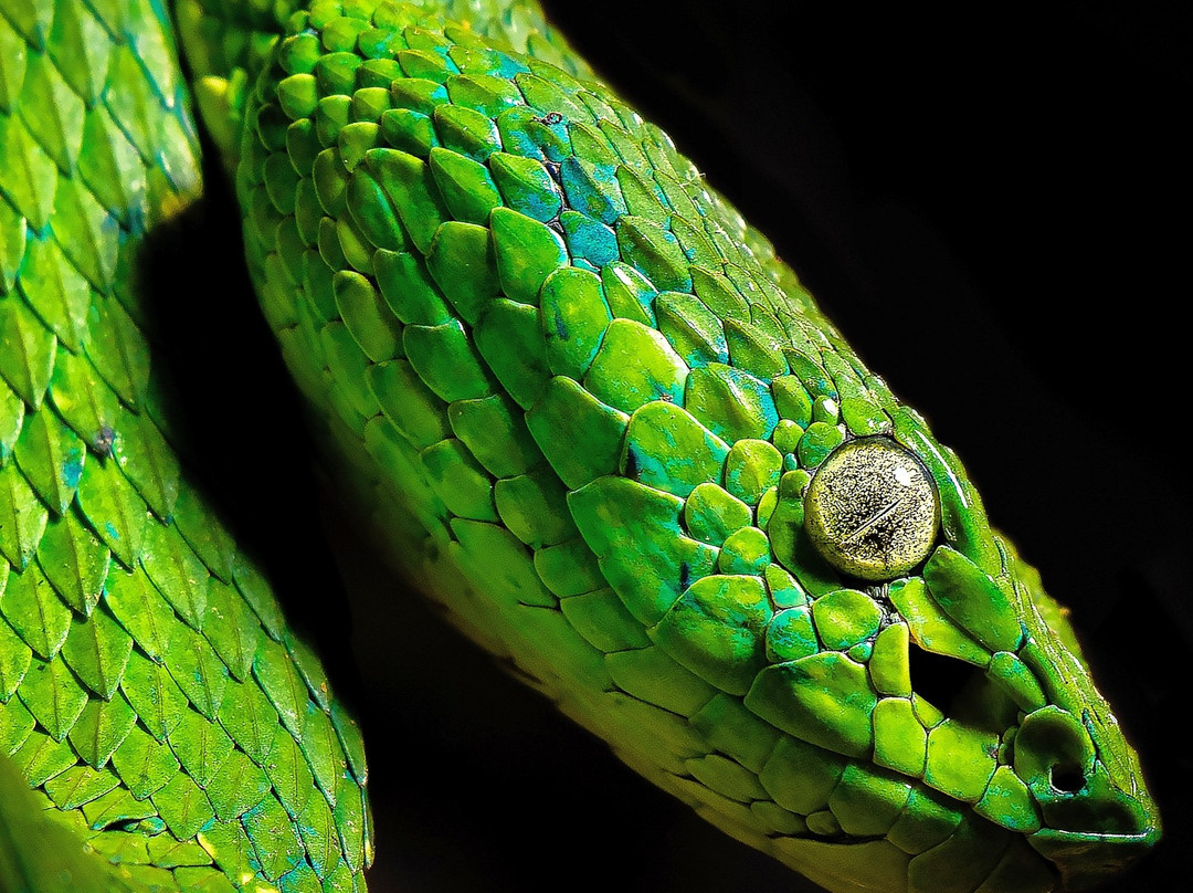 Feather Hunters CR-彭塔雷纳斯必去景点