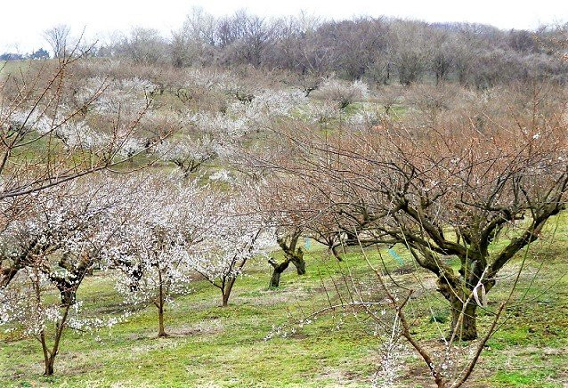Kokuei Ennadaichi Ume no Sato-那须乌山市必去景点