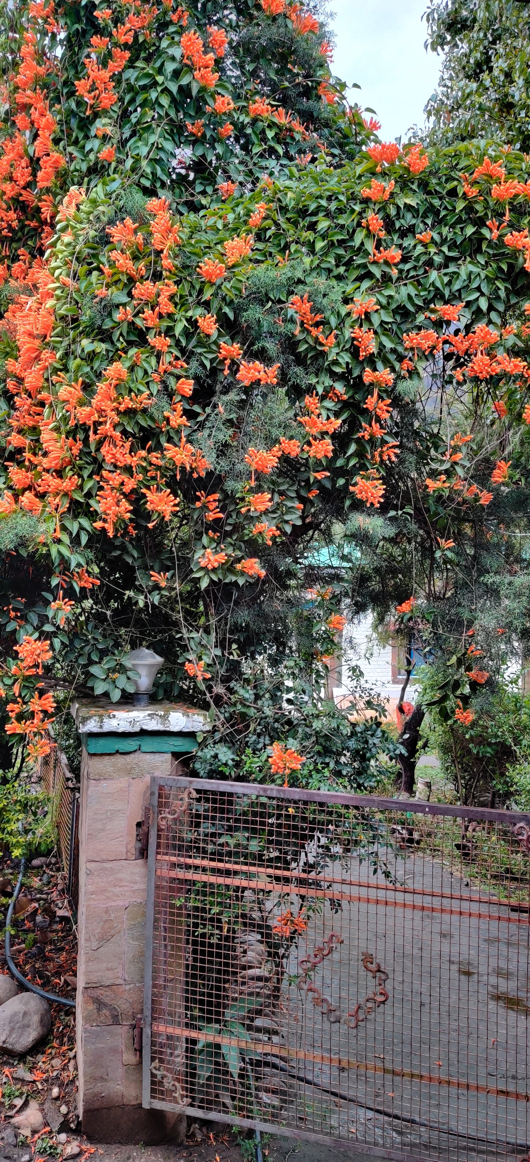 Sheetal Resort-官方