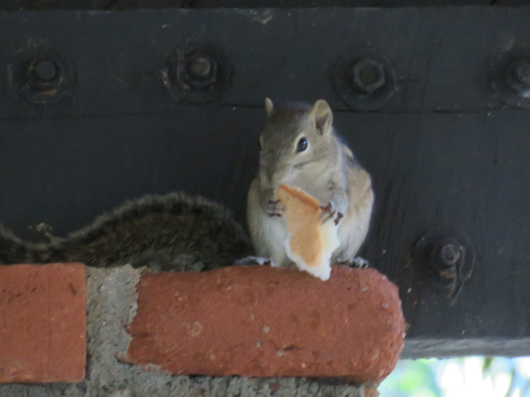 The Orchard Habarana主图