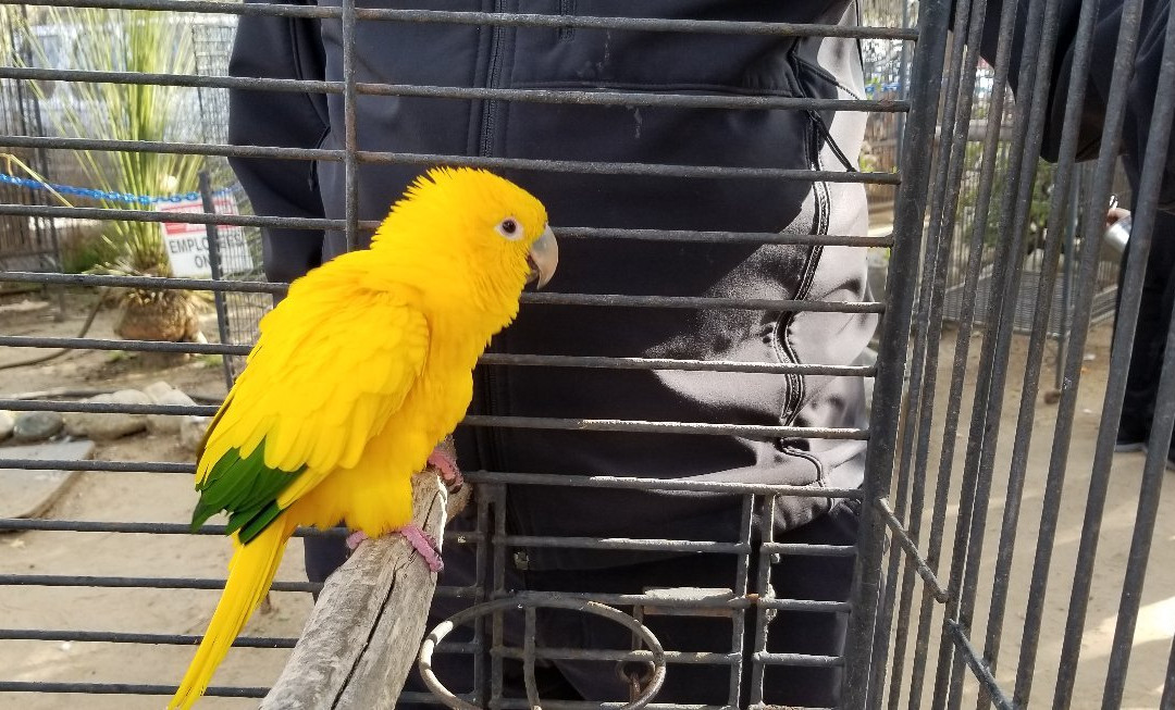 Free Flight-德尔马必去景点