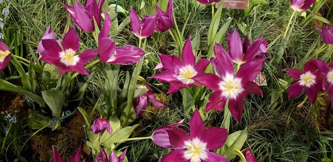 PHS Pop Up Garden South Street-费城必去景点